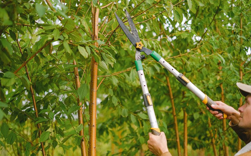 Tree trimming in Prosperity, WV