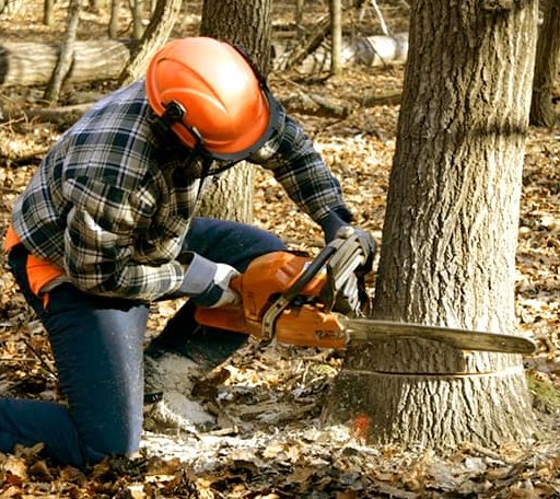 Tree Removal in Prosperity, WV